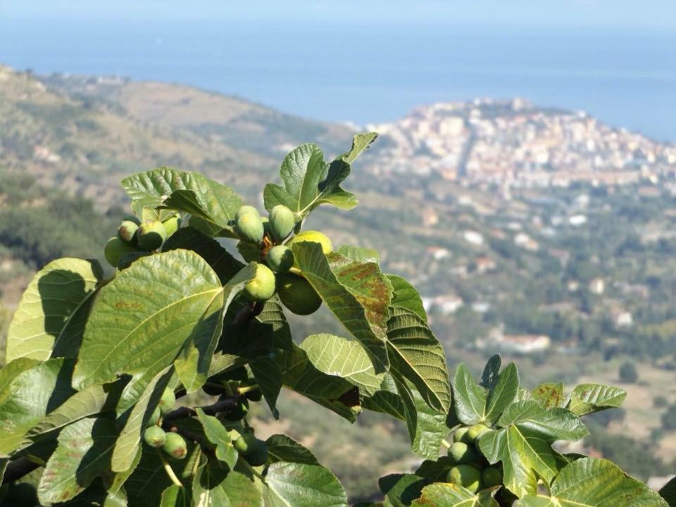 Bed and Breakfast Casale San Martino Laureana Cilento Exterior foto