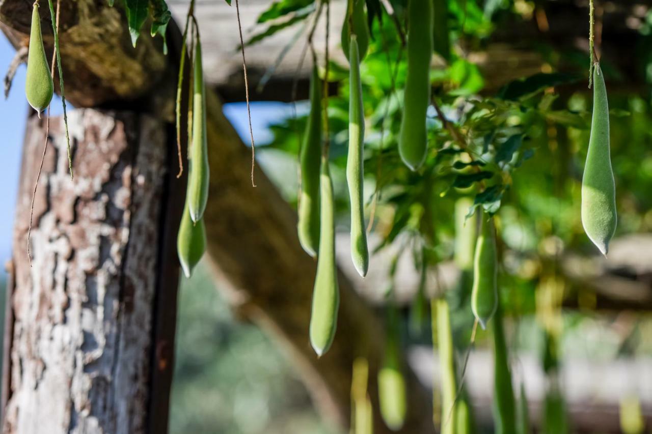 Bed and Breakfast Casale San Martino Laureana Cilento Exterior foto